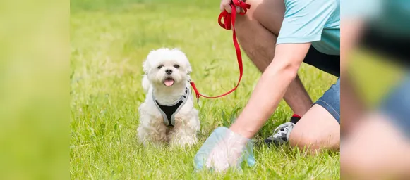 Mulher é condenada por jogar cocô de cachorro no rosto de vizinho - Imagem