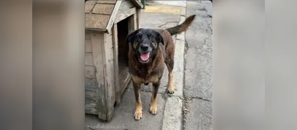 Suspeitos pela morte do cão Orelha serão ouvidos na próxima semana - Imagem