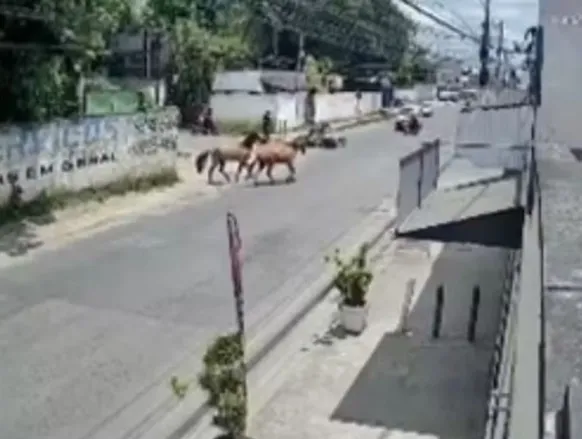 Homem é atropelado por cavalos em Feira de Santana - Imagem