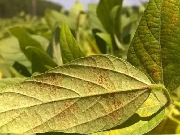 Praga asiática extremamente agressiva ameaça lavouras de soja na Bahia - Imagem