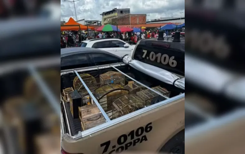 Aves silvestres comercializadas ilegalmente são resgatadas na RMS - Imagem