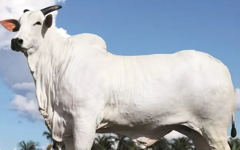 Cantor sertanejo compra vaca avaliada em mais de R$ 50 milhões - Imagem