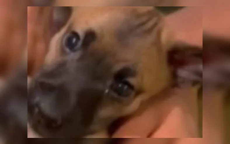 Caso de raiva em cachorro em Salvador após 20 anos é descartado - Imagem