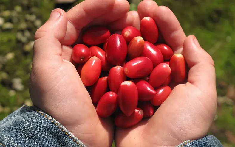 Com essa fruta, tudo azedo fica doce; saiba qual - Imagem