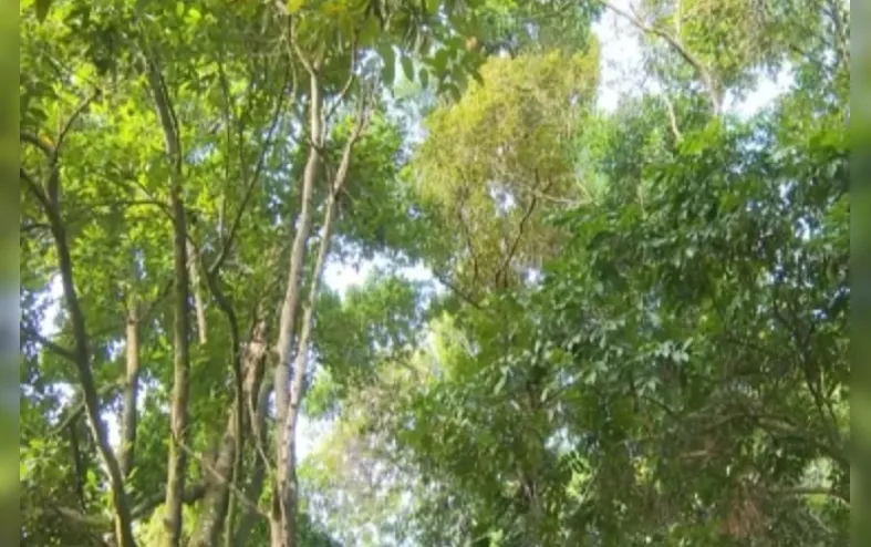 Fazenda é punida por venda irregular de lote no Vale do Jiquiriçá - Imagem