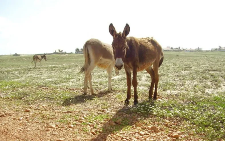 Leite de jumenta ganha mercado premium e pode chegar nas UTI neonatais - Imagem