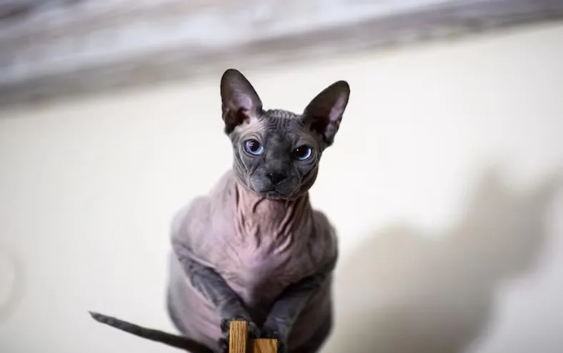 Nova lei proíbe criação de gatos 'de raça' e prevê multa de R$ 8 mil - Imagem