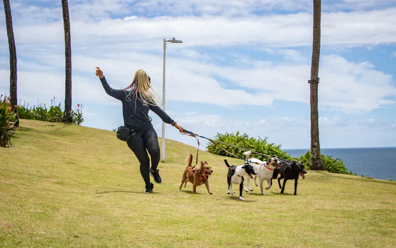 Passeio sem guia expõe cães a risco de acidentes e ataques - Imagem