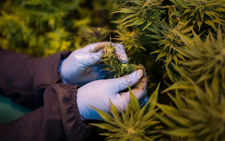 Uso de maconha triplica entre as mulheres no Brasil - Imagem