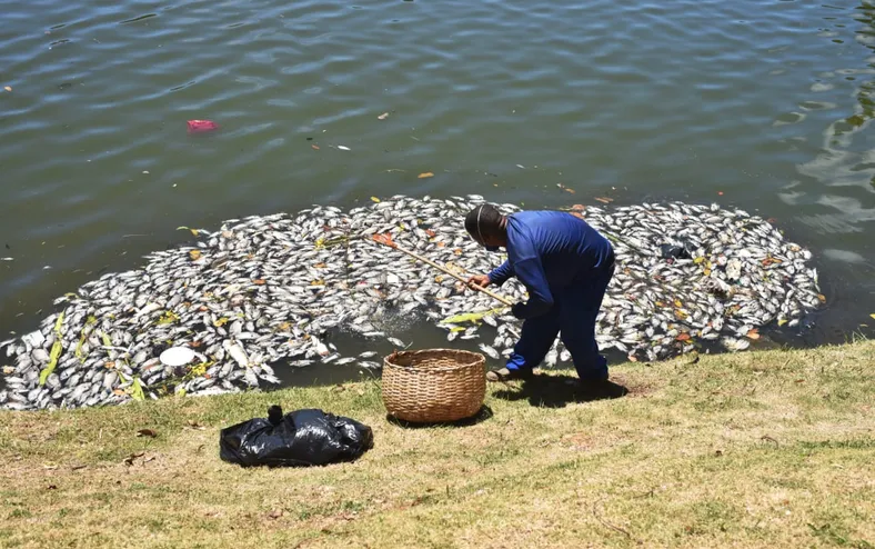 Vídeo: centenas de peixes são encontrados mortos no Dique do Tororó - Imagem