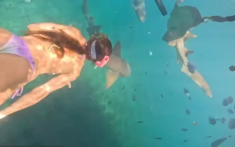 Vídeo: turista é mordida por tubarão durante mergulho em Noronha - Imagem