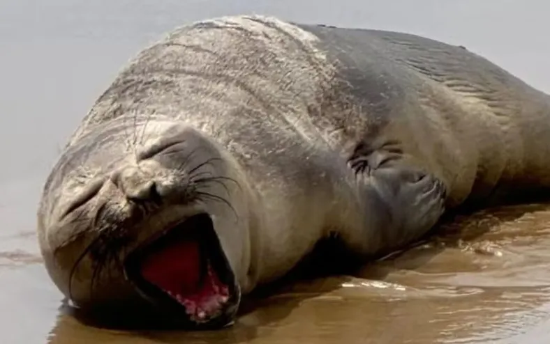 Elefante-marinho-do-sul é encontrado ferido em praia do Nordeste - Imagem