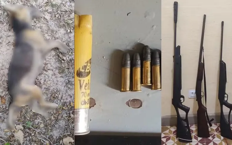 Homem é preso após matar cachorro do vizinho a tiros - Imagem