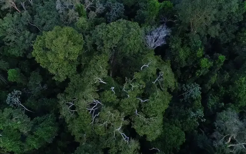 Localizada no Brasil, 4ª maior árvore do mundo está ameaçada - Imagem