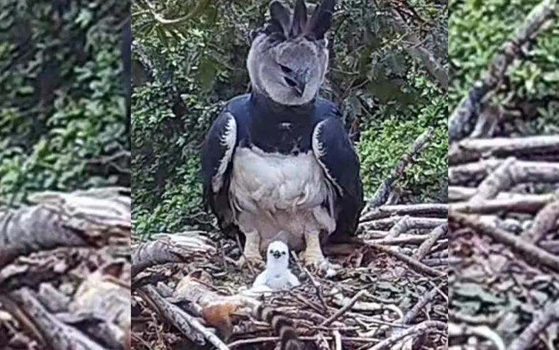 Pesquisadores encontram ninho com filhote de maior águia do mundo - Imagem