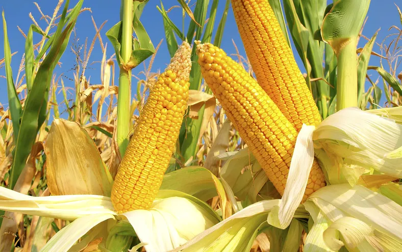 Safra de milho na Bahia avança com expectativa de alta de 2,3% da produção - Imagem