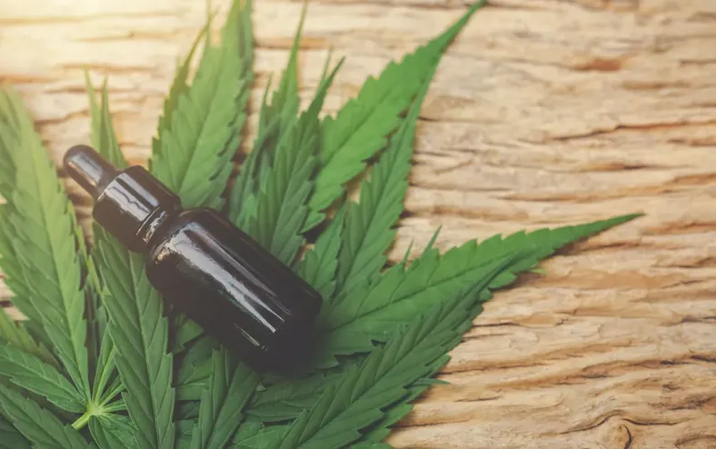 Saiba quando regras para cultivo de cannabis medicinal entram em vigor - Imagem