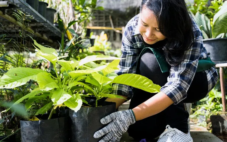 Tem alguma dessas 3 plantas em casa? Tire imediatamente - Imagem