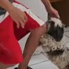 VÍDEO: disputa por cachorro é decidida após reação do animal ao ver tutor - Imagem