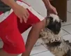 VÍDEO: disputa por cachorro é decidida após reação do animal ao ver tutor - Imagem