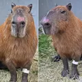 Agressores de capivara são punidos com o Decreto Cão Orelha; entenda imagem