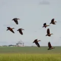 Animais em perigo imagem