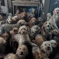 Associação de proteção aos animais resgata 250 cães amontoados em uma casa imagem