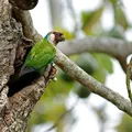 Ave extinta há mais de 100 anos renasce na Caatinga; conheça imagem