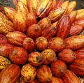 Cacau ficou mais barato, mas ovos de Páscoa subiram 27% imagem