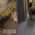 Cachorro de ex-atriz da Globo é internado após ser atacado imagem