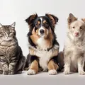 Casos de câncer em cães e gatos crescem 180%; saiba detalhes imagem