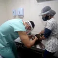 Castração gratuita de cães e gatos chega a Salvador; veja como agendar imagem