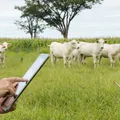 Celular vira balança: conheça os apps que estão revolucionando a pecuária baiana imagem
