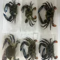 Cobre em siris: veja danos à saúde causados por crustáceos infectados imagem