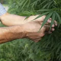 Conheça a planta comum que pode produzir substâncias psicodélicas imagem