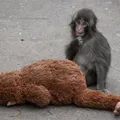 Conheça Punch: o macaco que virou sensação no Japão após ser rejeitado imagem