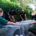 Criadouro de espécie rara de animais é interditado por maus-tratos imagem
