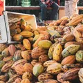Deputado baiano relata projeto que beneficia produtores de cacau do país imagem