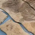 Descoberta na China revela dinossauro com espinhos inéditos imagem