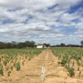 Do sal ao ouro: como água salina tem transformado safra no semiárido imagem