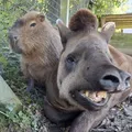 Eutanásia de capivara e anta em zoo causa comoção; entenda o motivo imagem