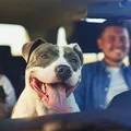 Feriado de Tiradentes: veja cuidados essenciais ao viajar com pets imagem