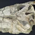 Fóssil de dinossauro retirado ilegalmente do Brasil será devolvido ao país imagem