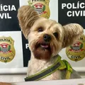 Homem é preso após tentar furtar cachorro de ex-mulher imagem