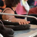 Hospital Veterinário público de Salvador é referência imagem