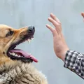 Influenciadora recebe conta de R$ 84 mil após mordida de cachorro imagem