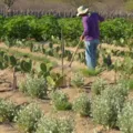 IR 2026 muda regras do campo; veja impacto para produtores rurais imagem