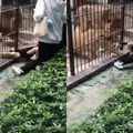 Leoa ultrapassa grades e ataca criança em zoológico; assista imagem