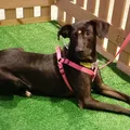 Mais de 20 animais esperam por você no "Adote no Parque" este sábado imagem