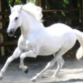 Medalhista olímpico é acusado de vender sêmen de cavalo milionário imagem